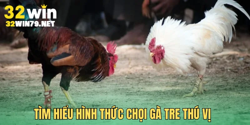 Tìm hiểu hình thức chọi gà Tre thú vị